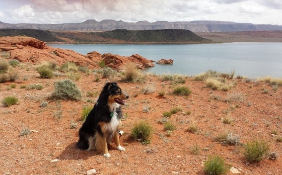 are dogs allowed at sand hollow state park